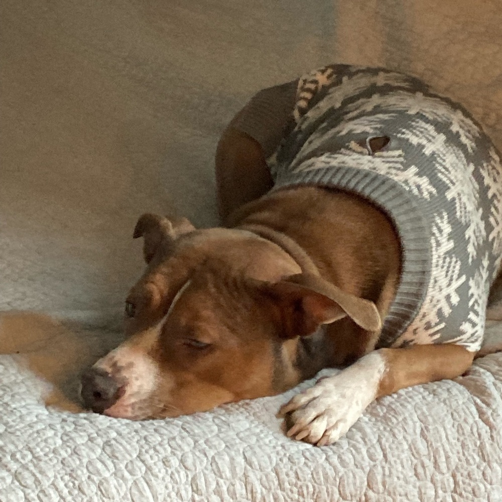 Pet Friendly Home…we 💕our pets